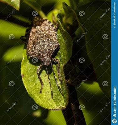 正规广告公司加盟游戏代理与网吧游戏加盟的版权代理解析